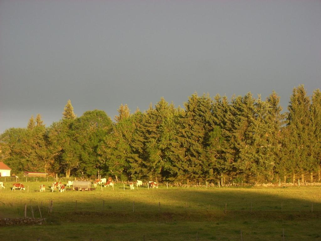Les Roulottes De La Ferme Des Chanaux Saint-Julien-d'Ance Стая снимка